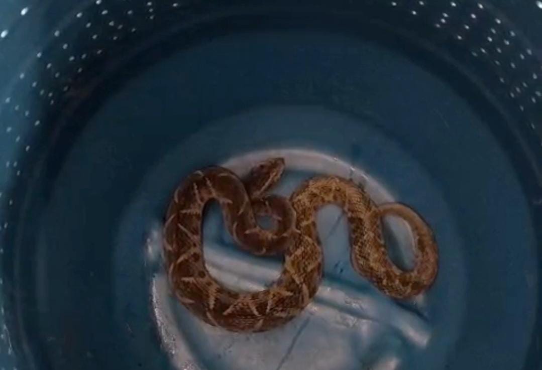 Jararaca capturada em Caraguatatuba