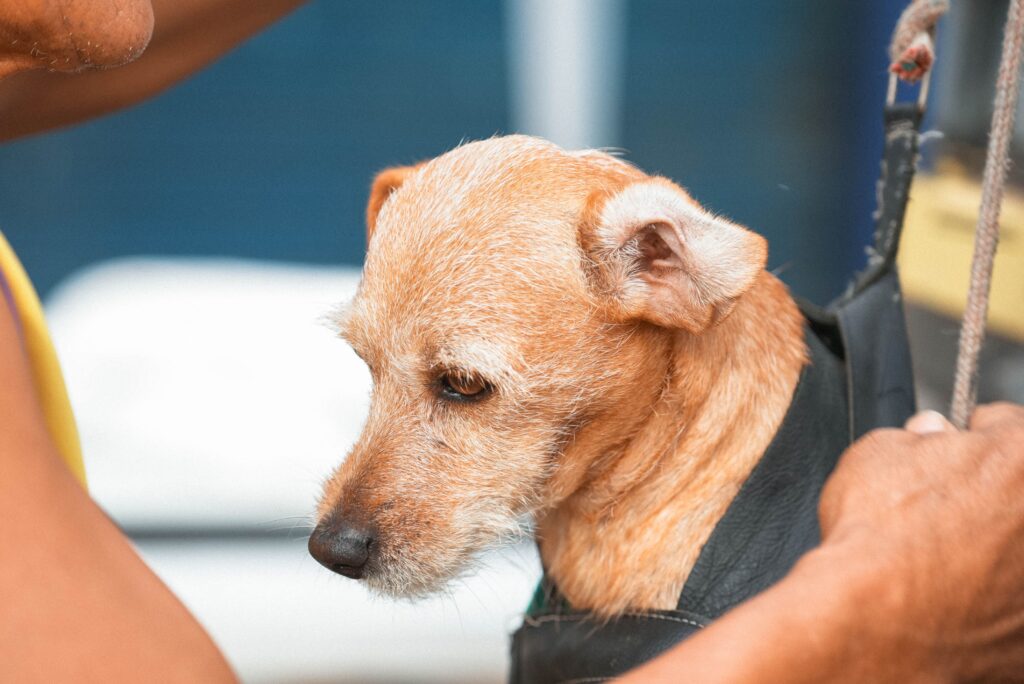Guaratinguetá realiza mutirão de castração de cães e gatos nos dias 15 e 16 de agosto. Confira local, horários e orientações.