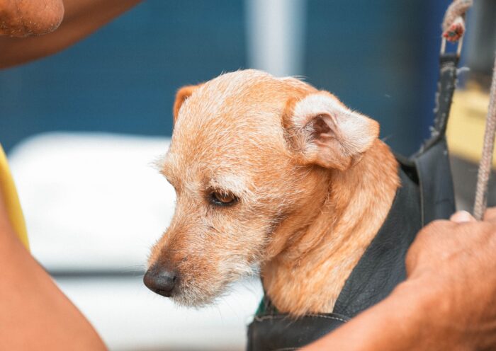 Guaratinguetá realiza mutirão de castração de cães e gatos nos dias 15 e 16 de agosto. Confira local, horários e orientações.