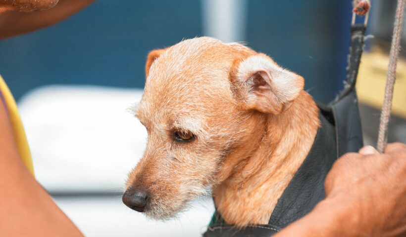 Guaratinguetá realiza mutirão de castração de cães e gatos nos dias 15 e 16 de agosto. Confira local, horários e orientações.