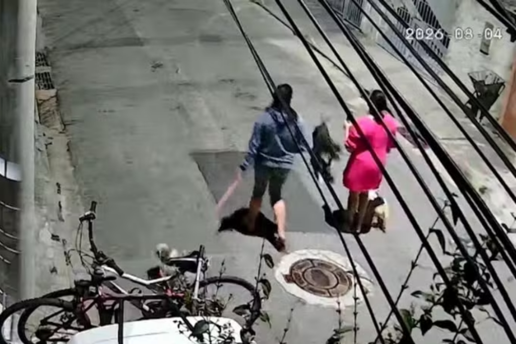 Filhote de golden retriever sofre ataque de cão em São José dos Campos, tem fratura na mandíbula e passará por cirurgia.