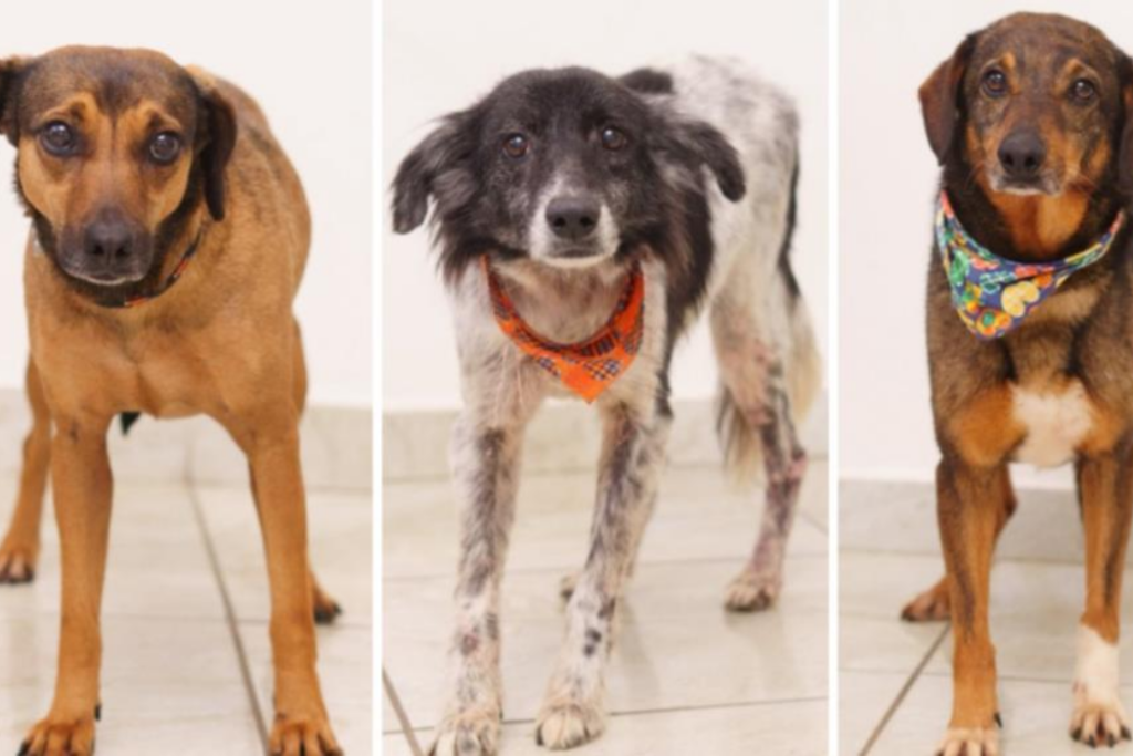 Feira de adoção de cães será realizada neste sábado (8), na Poli Pet, no Jardim das Nações, em Taubaté, com animais do CCZ.