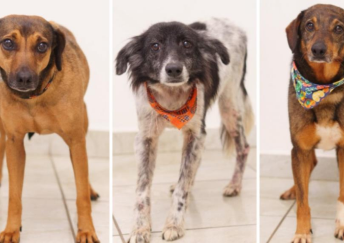 Feira de adoção de cães será realizada neste sábado (8), na Poli Pet, no Jardim das Nações, em Taubaté, com animais do CCZ.