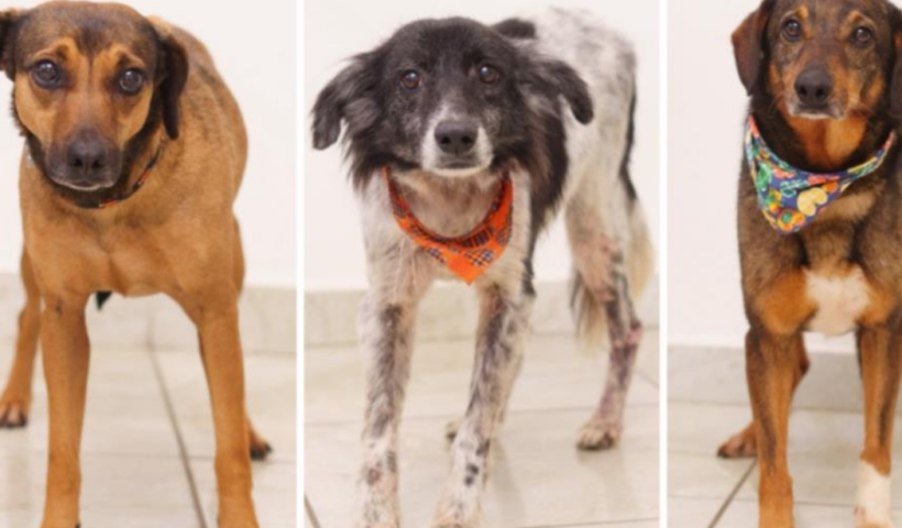 Feira de adoção de cães será realizada neste sábado (8), na Poli Pet, no Jardim das Nações, em Taubaté, com animais do CCZ.