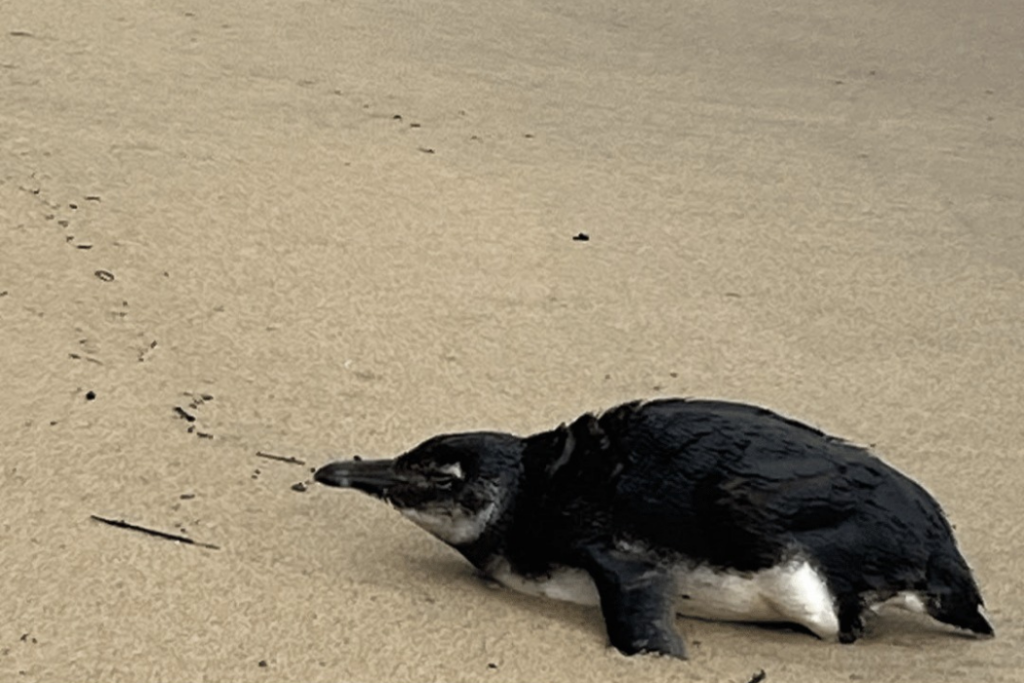 Pinguim-de-Magalhães juvenil é resgatado na Praia do Perequê, em Ilhabela, com problemas respiratórios e baixa temperatura corporal.