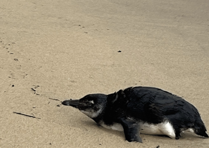 Pinguim-de-Magalhães juvenil é resgatado na Praia do Perequê, em Ilhabela, com problemas respiratórios e baixa temperatura corporal.
