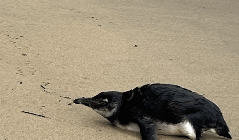 Pinguim-de-Magalhães juvenil é resgatado na Praia do Perequê, em Ilhabela, com problemas respiratórios e baixa temperatura corporal.