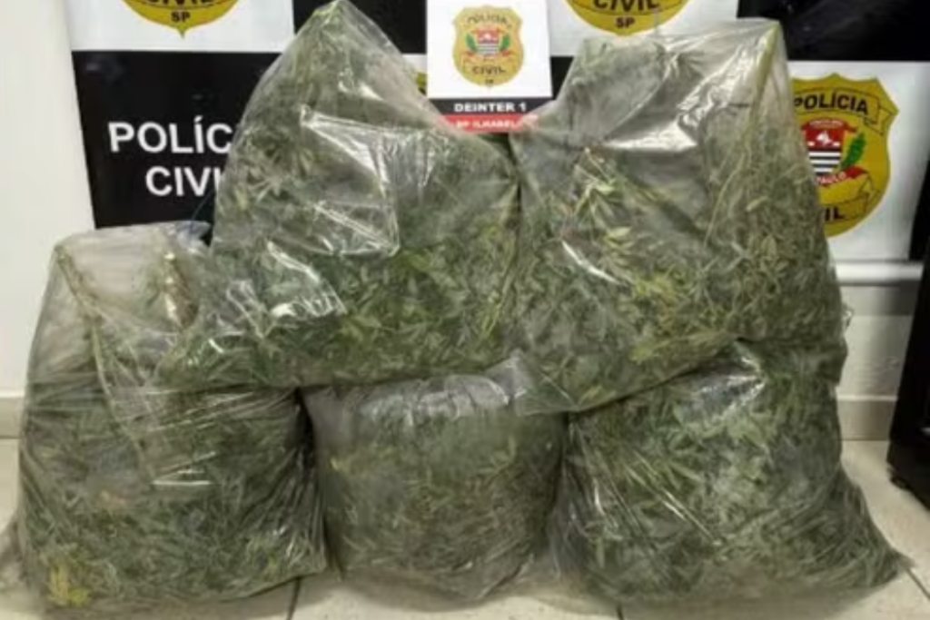 Polícia Civil prende norte-americano após encontrar 253 pés de maconha em imóvel de luxo durante operação em Ilhabela.