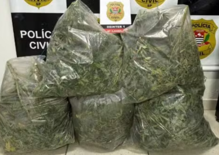 Polícia Civil prende norte-americano após encontrar 253 pés de maconha em imóvel de luxo durante operação em Ilhabela.