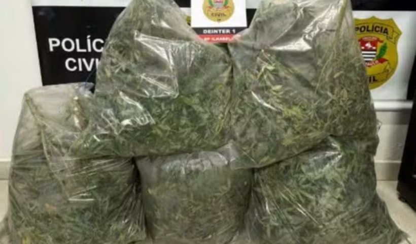 Polícia Civil prende norte-americano após encontrar 253 pés de maconha em imóvel de luxo durante operação em Ilhabela.