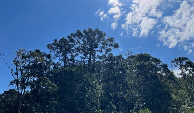 Cidades do Vale do Paraíba terão incentivo para preservar araucárias