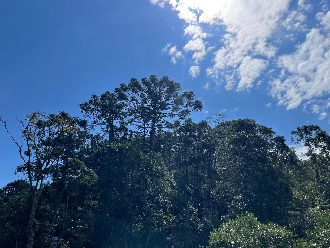 Cidades do Vale do Paraíba terão incentivo para preservar araucárias