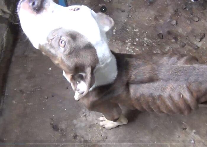 TJSP mantém condenação de estudante de medicina veterinária por maus-tratos a animais em Taubaté