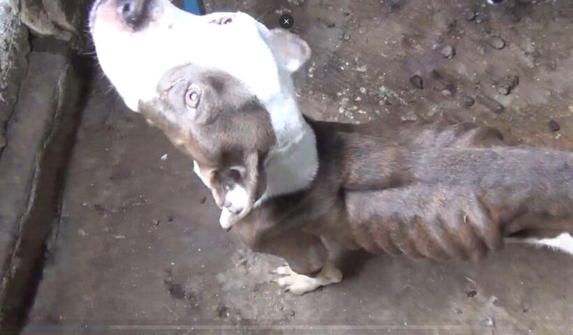TJSP mantém condenação de estudante de medicina veterinária por maus-tratos a animais em Taubaté
