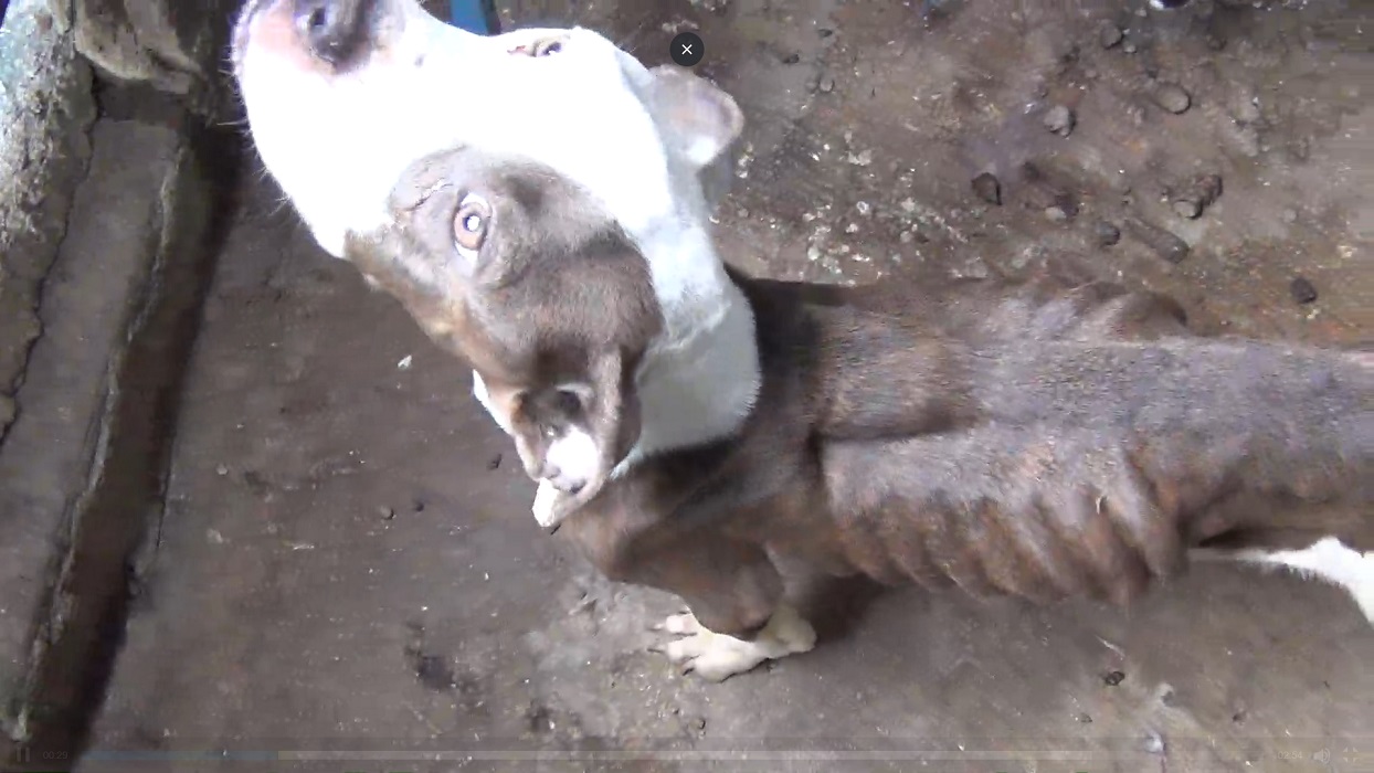 TJSP mantém condenação de estudante de medicina veterinária por maus-tratos a animais em Taubaté