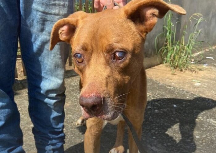 Polícia Militar prende mulher por maus-tratos a animais em Pindamonhangaba