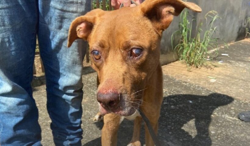 Polícia Militar prende mulher por maus-tratos a animais em Pindamonhangaba