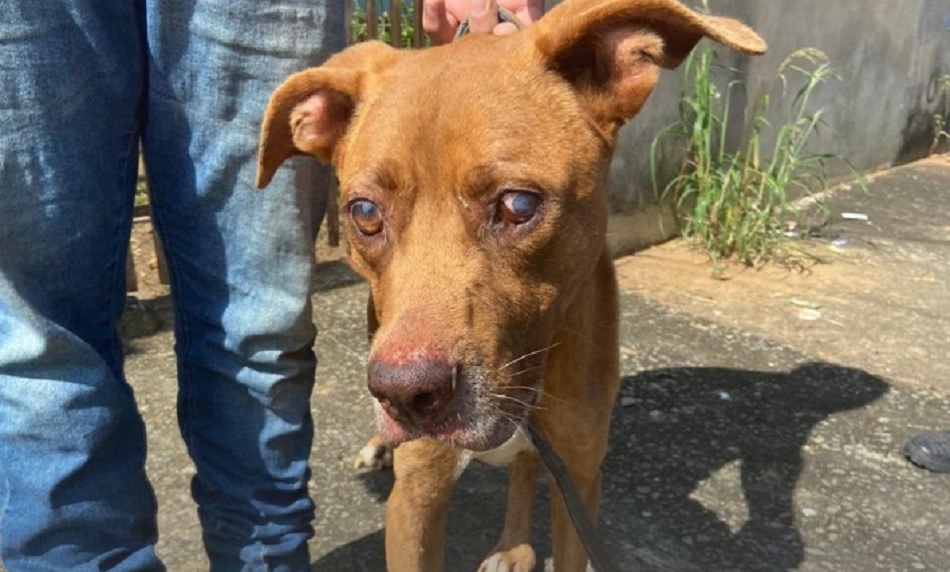 Polícia Militar prende mulher por maus-tratos a animais em Pindamonhangaba