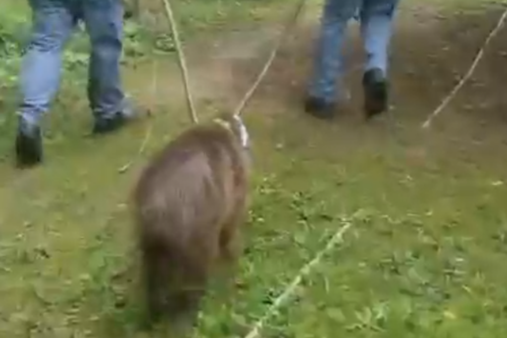 Uma capivara foi encontrada dentro de uma creche municipal no bairro Parque São Francisco, em Guaratinguetá, nesta quarta-feira (7).