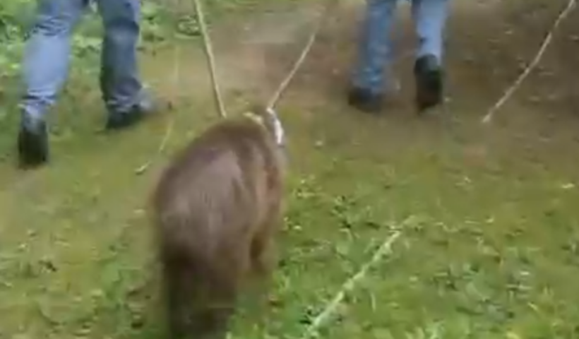 Uma capivara foi encontrada dentro de uma creche municipal no bairro Parque São Francisco, em Guaratinguetá, nesta quarta-feira (7).