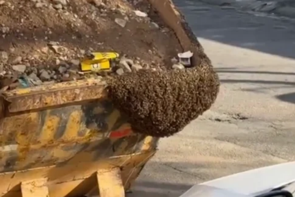 Enxame de abelhas ocupa caçamba pública no Jardim Satélite, em São José dos Campos. Comerciante relata preocupação com os insetos.