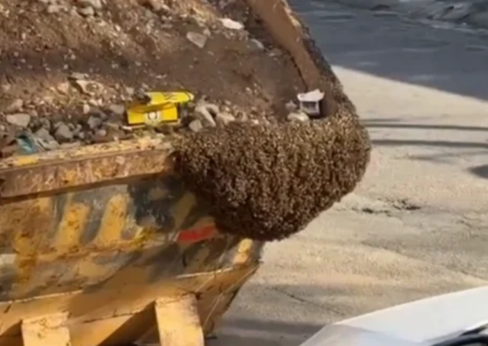 Enxame de abelhas ocupa caçamba pública no Jardim Satélite, em São José dos Campos. Comerciante relata preocupação com os insetos.