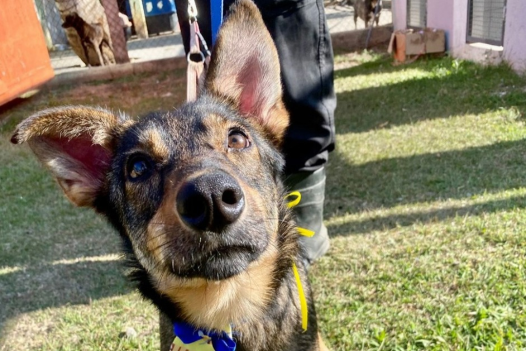 São José dos Campos promove feira de adoção de cães neste sábado, com vacinação antirrábica e microchipagem gratuitas para cães e gatos.