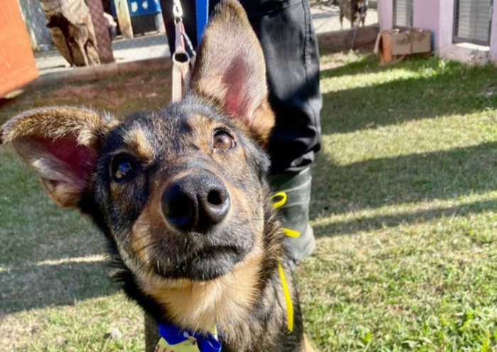 São José dos Campos promove feira de adoção de cães neste sábado, com vacinação antirrábica e microchipagem gratuitas para cães e gatos.