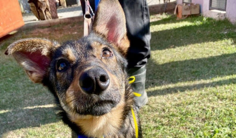 São José dos Campos promove feira de adoção de cães neste sábado, com vacinação antirrábica e microchipagem gratuitas para cães e gatos.