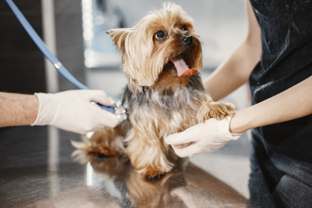 +Pet tem vagas de emprego abertas em São José dos Campos para atendentes, recepcionistas, auxiliar veterinário e médico veterinário.