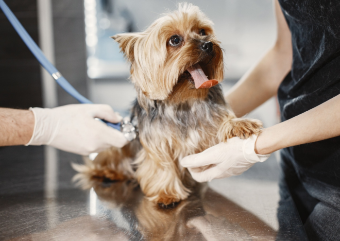 +Pet tem vagas de emprego abertas em São José dos Campos para atendentes, recepcionistas, auxiliar veterinário e médico veterinário.