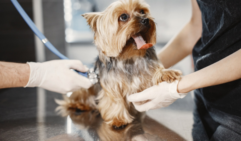+Pet tem vagas de emprego abertas em São José dos Campos para atendentes, recepcionistas, auxiliar veterinário e médico veterinário.